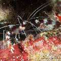 Banded Coral Shrimp (Stenopus hispidus), photo taken in Maldives, Male Atoll, South Male Atoll, South Reef Out