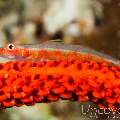 Whip Coral Goby (Bryaninops Yongei), photo taken in Maldives, Male Atoll, South Male Atoll, South Reef Out