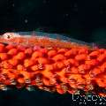 Whip Coral Goby (Bryaninops Yongei), photo taken in Maldives, Male Atoll, South Male Atoll, South Reef Out