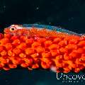 Whip Coral Goby (Bryaninops Yongei), photo taken in Maldives, Male Atoll, South Male Atoll, South Reef Out