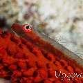 Whip Coral Goby (Bryaninops Yongei), photo taken in Maldives, Male Atoll, South Male Atoll, South Reef Out