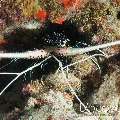 Lobster, photo taken in Maldives, Male Atoll, South Male Atoll, South Reef Out