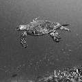 Hawksbill Sea Turtle (Eretmochelys imbricata), photo taken in Maldives, Male Atoll, South Male Atoll, South Reef Out