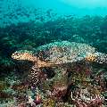 Hawksbill Sea Turtle (Eretmochelys imbricata), photo taken in Maldives, Male Atoll, South Male Atoll, South Reef Out
