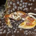 Spotted porcelain crab (Neopetrolisthes maculatus), photo taken in Maldives, Male Atoll, South Male Atoll, Vadhoo Caves