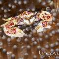 Spotted porcelain crab (Neopetrolisthes maculatus), photo taken in Maldives, Male Atoll, South Male Atoll, Vadhoo Caves