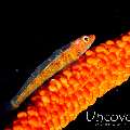 Whip Coral Goby (Bryaninops Yongei), photo taken in Maldives, Male Atoll, South Male Atoll, Vadhoo Caves