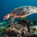 Hawksbill Sea Turtle (Eretmochelys imbricata), photo taken in Maldives, Male Atoll, South Male Atoll, Vadhoo Caves