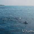 , photo taken in Maldives, Male Atoll, South Male Atoll, n/a