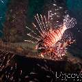 Devil Firefish (Pterois Miles)