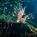 Devil Firefish (Pterois Miles)