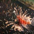 Devil Firefish (Pterois Miles)