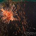 Devil Firefish (Pterois Miles)