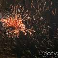 Devil Firefish (Pterois Miles)