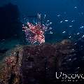 Devil Firefish (Pterois miles), Wreck, photo taken in Maldives, Male Atoll, South Male Atoll, Alia Wreck