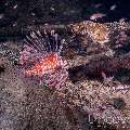 Devil Firefish (Pterois Miles)