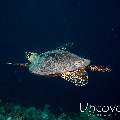 Hawksbill Sea Turtle (Eretmochelys imbricata), photo taken in Maldives, Male Atoll, South Male Atoll, Laguna Out