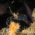 Commensal Shrimp, photo taken in Maldives, Male Atoll, South Male Atoll, Out Wreck