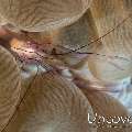 Bubble Coral Shrimp (Vir philippinensis), photo taken in Maldives, Male Atoll, South Male Atoll, Out Wreck