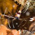 Banded Coral Shrimp (Stenopus hispidus), photo taken in Maldives, Male Atoll, South Male Atoll, Out Wreck
