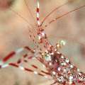 Commensal Shrimp, photo taken in Maldives, Male Atoll, South Male Atoll, Out Wreck