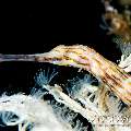 Networked Pipefish (Corythoichthys flavofasciatus)