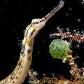 Networked Pipefish (Corythoichthys flavofasciatus), photo taken in Maldives, Male Atoll, South Male Atoll, Out Wreck