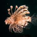 Devil Firefish (Pterois miles), photo taken in Maldives, Male Atoll, South Male Atoll, Out Wreck