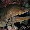 Giant Moray (Gymnothorax javanicus), photo taken in Maldives, Male Atoll, South Male Atoll, Mystery Caves