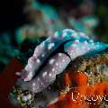 Nudibranch, photo taken in Maldives, Male Atoll, South Male Atoll, Helmuth Reef
