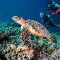 Hawksbill Sea Turtle (Eretmochelys imbricata), photo taken in Maldives, Male Atoll, South Male Atoll, Helmuth Reef