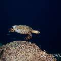 Hawksbill Sea Turtle (Eretmochelys imbricata), photo taken in Maldives, Male Atoll, South Male Atoll, Helmuth Reef