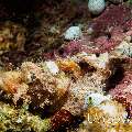 Tassled Scorpionfish (Scorpaenopsis oxycephala)