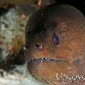 Giant Moray (Gymnothorax javanicus), photo taken in Maldives, Male Atoll, South Male Atoll, South Reef Out