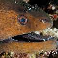 Giant Moray (Gymnothorax javanicus), photo taken in Maldives, Male Atoll, South Male Atoll, South Reef Out