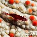 Sea star shrimp (Zenopontonia soror), photo taken in Maldives, Male Atoll, South Male Atoll, South Reef Out
