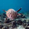 Hawksbill Sea Turtle (Eretmochelys imbricata), photo taken in Maldives, Male Atoll, South Male Atoll, Laguna Drop