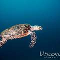 Hawksbill Sea Turtle (Eretmochelys imbricata), photo taken in Maldives, Male Atoll, South Male Atoll, Boli South Corner