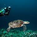 Hawksbill Sea Turtle (Eretmochelys imbricata), photo taken in Maldives, Male Atoll, South Male Atoll, Boli South Corner