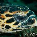 Hawksbill Sea Turtle (Eretmochelys imbricata), photo taken in Maldives, Male Atoll, South Male Atoll, Out Wreck