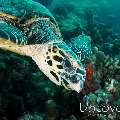 Hawksbill Sea Turtle (Eretmochelys imbricata), photo taken in Maldives, Male Atoll, South Male Atoll, Out Wreck