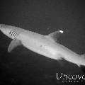 White Tip Reefshark (Triaenodon obesus), photo taken in Maldives, Male Atoll, South Male Atoll, South Reef Out