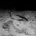 Cowtail Stingray (Pastinachus sephen), photo taken in Maldives, Male Atoll, South Male Atoll, South Reef Out