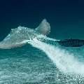 Cowtail Stingray (Pastinachus Sephen)