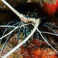 Lobster, photo taken in Maldives, Male Atoll, South Male Atoll, South Reef Out