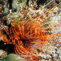 Devil Firefish (Pterois miles), photo taken in Maldives, Male Atoll, South Male Atoll, South Reef Out