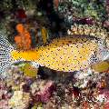 Yellow Boxfish (Ostracion cubicus), photo taken in Maldives, Male Atoll, South Male Atoll, Helmuth Reef