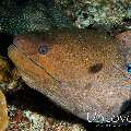 Giant Moray (Gymnothorax javanicus), photo taken in Maldives, Male Atoll, South Male Atoll, Helmuth Reef