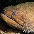 Giant Moray (Gymnothorax javanicus), photo taken in Maldives, Male Atoll, South Male Atoll, Helmuth Reef