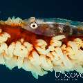 Whip Coral Goby (Bryaninops Yongei), photo taken in Maldives, Male Atoll, South Male Atoll, Helmuth Reef
